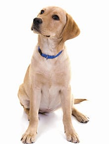 The Special Diabetes Squad The Special Diabetes Squad