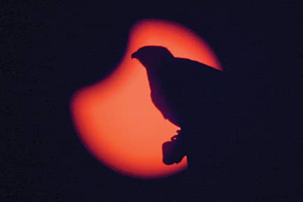 Eclipsewatch, Animalwatch