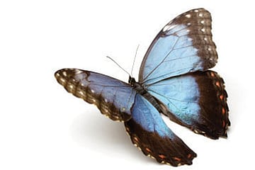 The Flutter By Effect