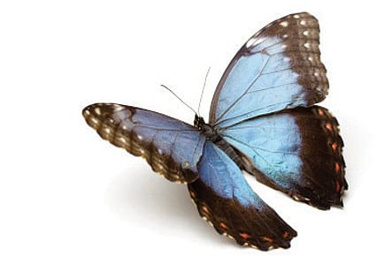 The Flutter By Effect