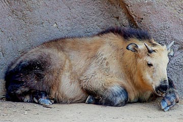 The Goat Who Came Back from the Dead