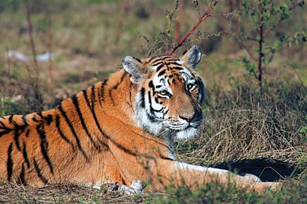 Riot Wear for Tiger Poop Scoopers