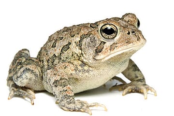 Attention: Toad Warning