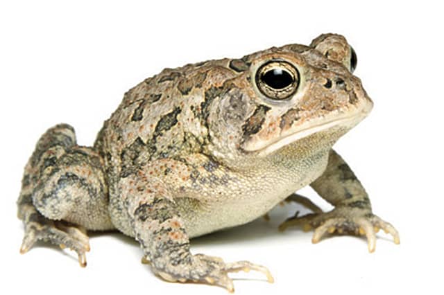 Attention: Toad Warning