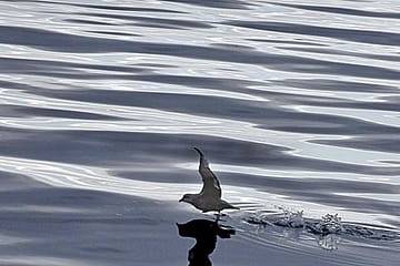 The World in his Sights