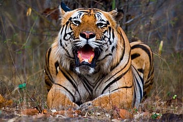 Live and Die Roaring