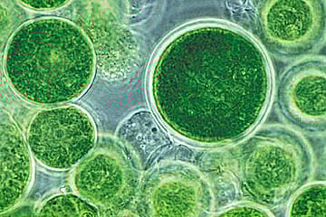 Algae will Save the Day