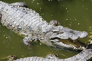 Choosing Man over Animal