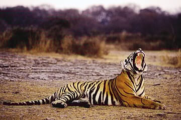 The Upper Caste Animal