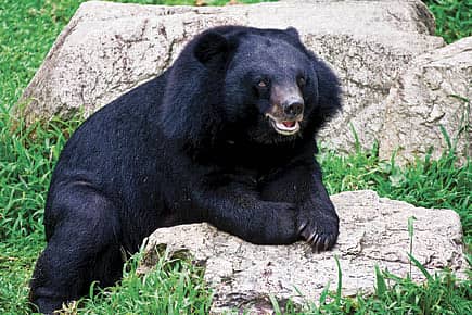 Bear Necessities