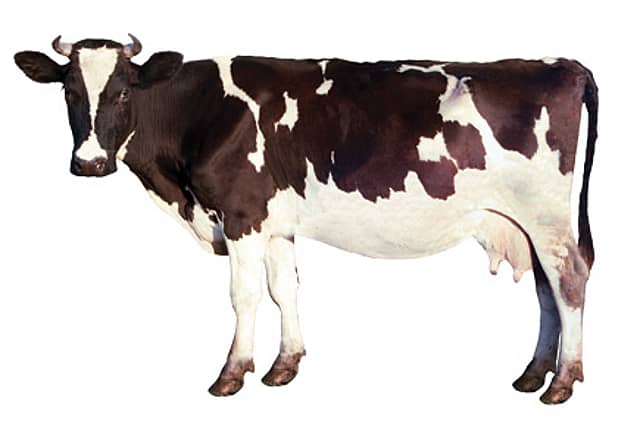 To Beef or Not to Beef