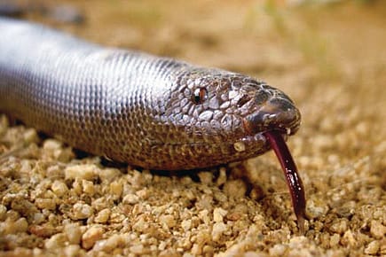 The Red Sand Boa Bubble