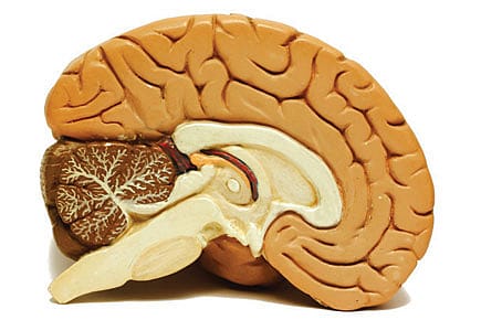 Give Birth, Get Smart