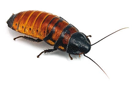 My Cockroach Valentine