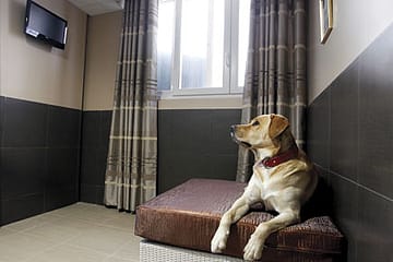 Luxury Hotel Gets Tails Wagging