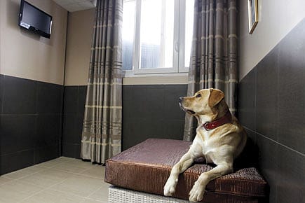 Luxury Hotel Gets Tails Wagging
