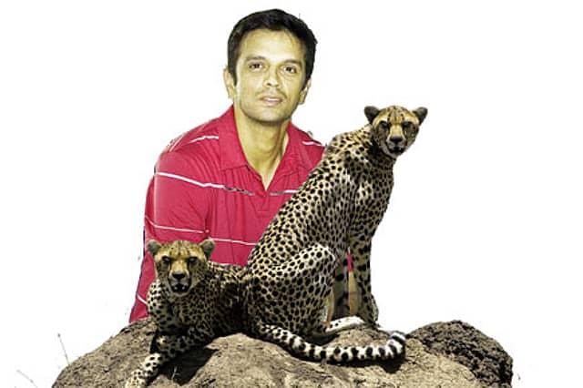 Dravid’s Wild Side
