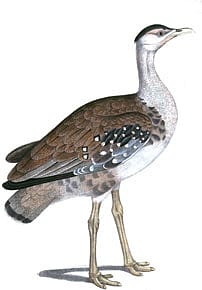 Saving the Indian Bustard