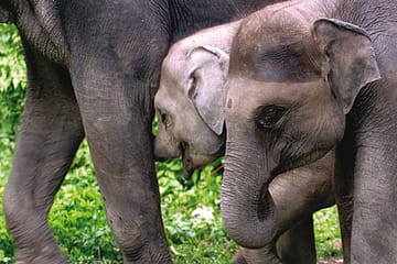 Bengal to Put Elephants on the Pill