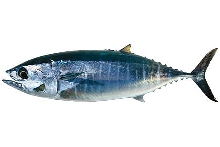 Fish and Cheer Fish and Cheer