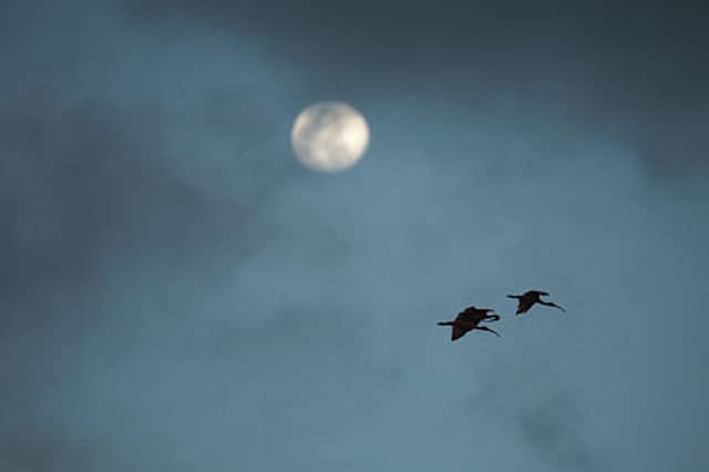 Love Is Gender-Blind