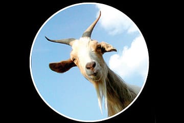 The Miss Goat Pageant