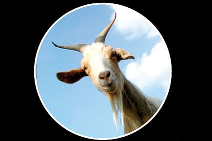 The Miss Goat Pageant