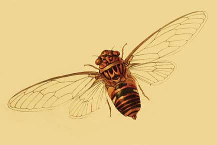 Meet an Insect Named ‘World Cup’