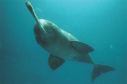The Day of the Ganges Dolphin