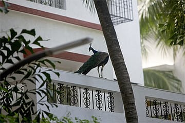 Look, There’s a Peacock in My Balcony