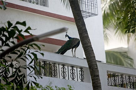 Look, There’s a Peacock in My Balcony
