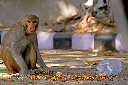 What To Do During Primate Visiting Hours