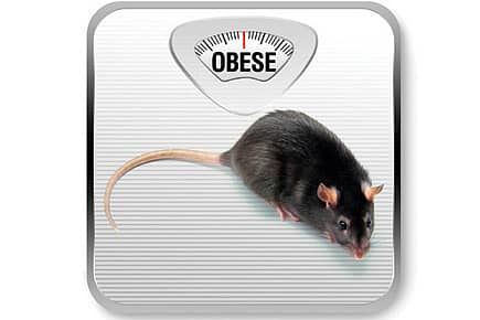 Gut Feel for Fat