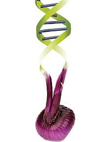 Indian Onions in Danger