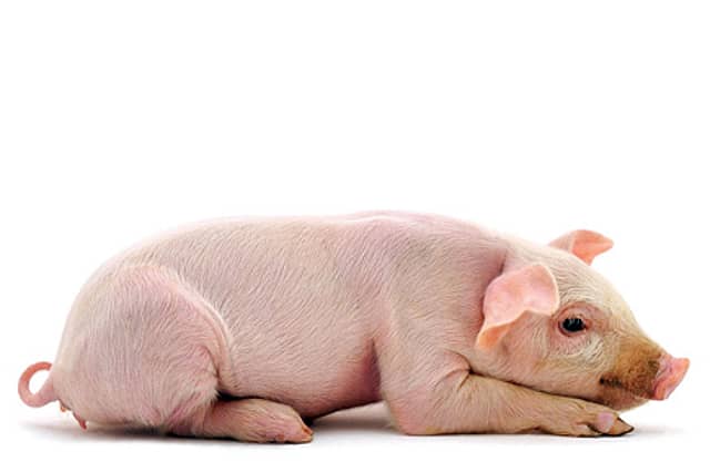 Pigs Get Raw Justice