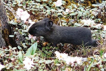 Black Pika Sighted