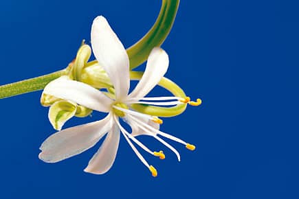 The Lust for an Aphrodisiac