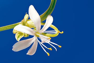 The Lust for an Aphrodisiac