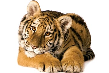 Falling Prey to Food