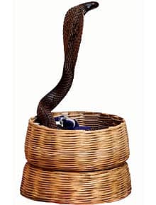 And Now, a Pungi Protest