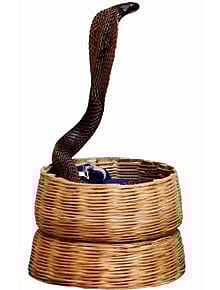 And Now, a Pungi Protest