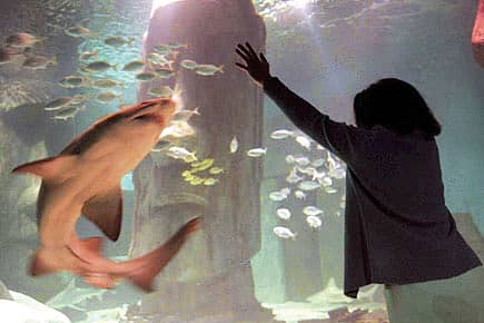 Jaws of Love