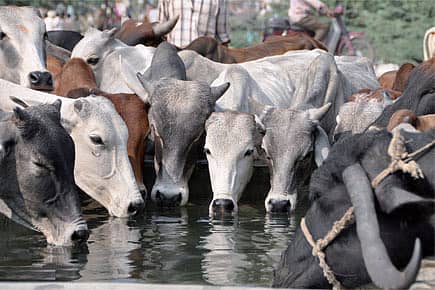 Cattle Tourism