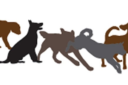 Judgement Day for Strays