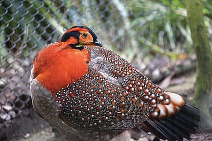 Bird on the Brink