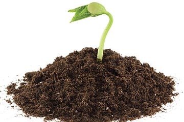 Dial-a-Tree in Lucknow