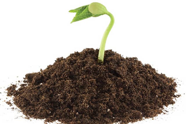 Dial-a-Tree in Lucknow