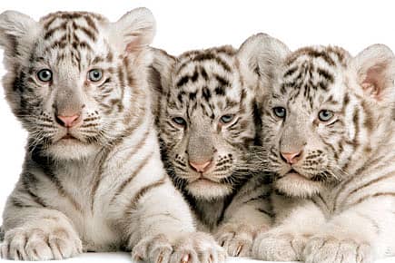 White Stripes