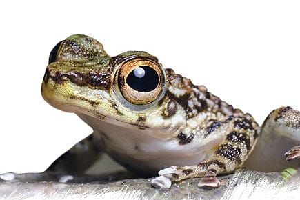 Lost World Lost World