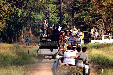 Crouching Tourists, Hidden Tiger